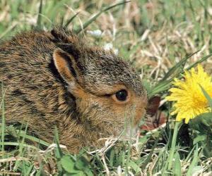пазл Кролик с цветком